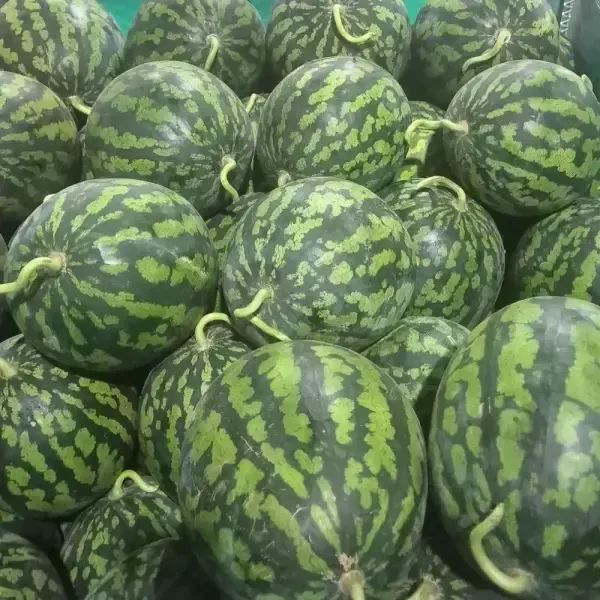 상품 이미지: 달콤한 여름의 맛 하우스 수박 6-7kg (가정용)