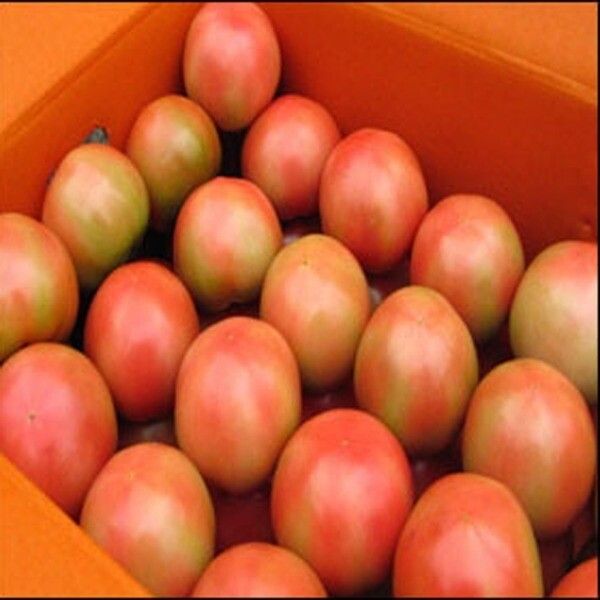 상품 이미지: 명품찰토마토 5kg(5번)소과 /한정특가