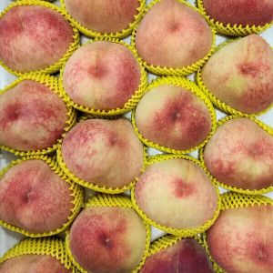 상품 이미지: 떨이농산 경북 햇 털 복숭아 4kg 크기랜덤 에라 모르겠다 막 드릴게요