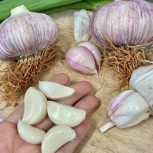 상품 이미지: 갓 수확한 26년 햇마늘 통마늘 1kg