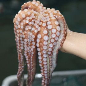 상품 이미지: (신선집중) 남해안 돌문어 1kg 1~3미 자연 빙장포장 2개 구매시 할인