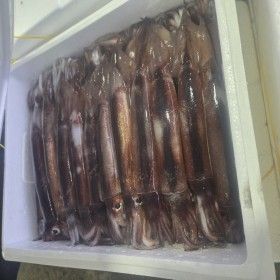 상품 이미지: (산지직송) 훈씨네 국내산 제철 생물 활 오징어 초코오징어 1kg