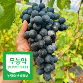 상품 이미지: 친환경 무농약국내산 블랙펄 포도 20브릭스 고당도 프리미엄 포도 1kg(1~3수)