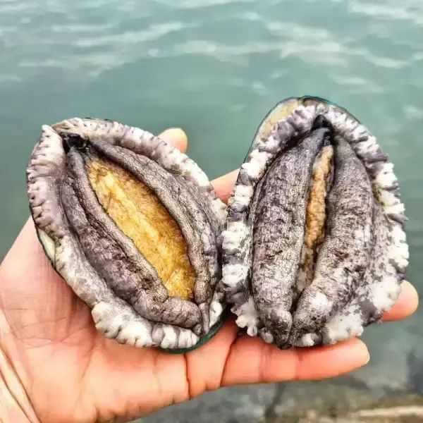 상품 이미지: [품질보장] 이순신수산 국내산 완도 활 대전복 1kg[11-12미] 7호