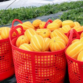 참외 성주농부 산지직송 꿀폭탄 참외 10kg(랜덤)