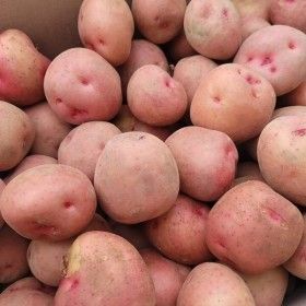 상품 이미지: 전라도 홍감자 특 5kg