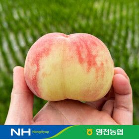 상품 이미지: (신선집중) 영천농협 경북 대극천 반납작 복숭아 2kg 중과 16-20과