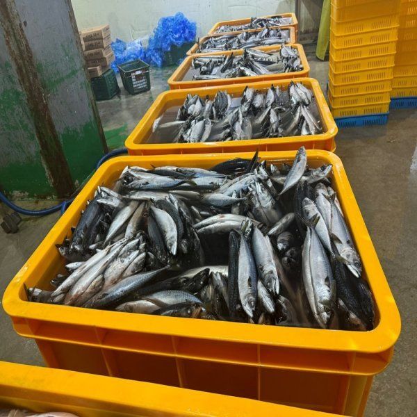 상품 이미지: 국내산 부산 손질 대왕 자반고등어 10미 대짜 (3.7kg 내외) / 7월 마지막 한정특가 / 구이 조림