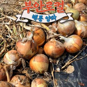 상품 이미지: (신선집중) 부안로컬 해풍맞은 햇양파 3kg (중대혼합)
