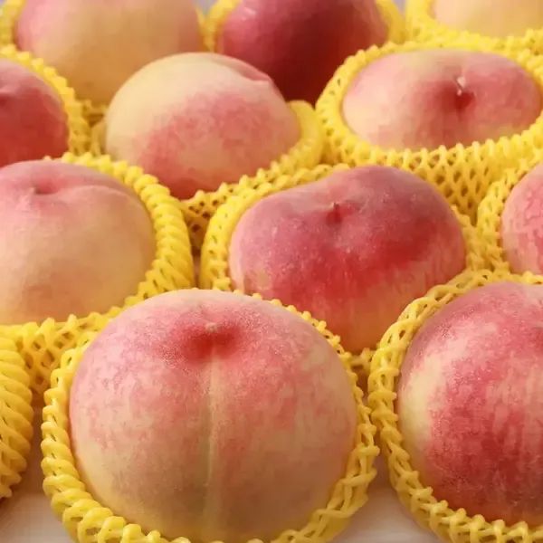 상품 이미지: [24시간 한정] 햇 딱딱이 백도복숭아 4kg 혼합과 / 품질보장