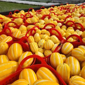 상품 이미지: (신선집중) 꿀벌 성주참외 가정용 못난이 실중량9kg (박스포함 10kg 이상) 랜덤 혼합 산지직송