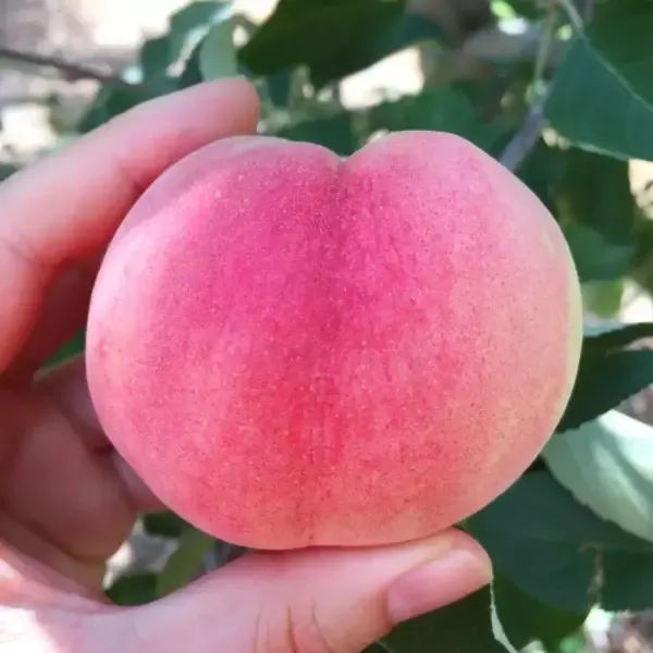 상품 이미지: [아침이슬농원]유명산지 반납작 대극천 복숭아 랜덤과 5kg 55-80과