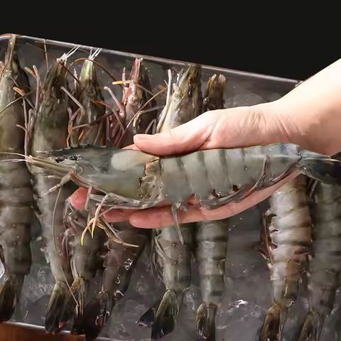 상품 이미지: KING 블랙타이거 새우 500g 8-20미 식감 최상급 캠핑 집들이 선물용