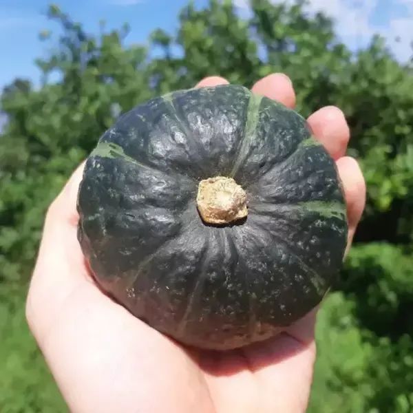 상품 이미지: 제주 미니 단호박 밤호박 보우짱 4.5kg 로얄과