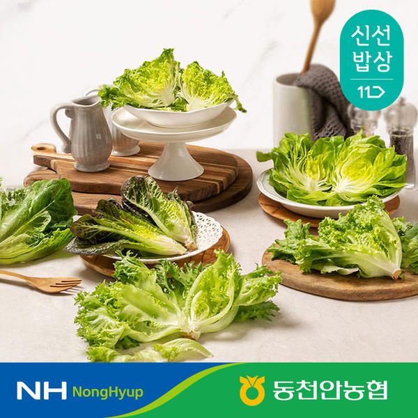 상품 이미지: [동천안농협] 당일수확 유럽 샐러드 쌈채소 랜덤 3종 1kg(버터헤드 프릴아이스 미니로메인 로메인청 바타비아 멀티리프)