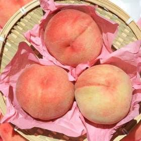 상품 이미지: 산지직송 제철 복숭아 딱딱이 백도 2kg 소과(11-13과) / 실중량 발송