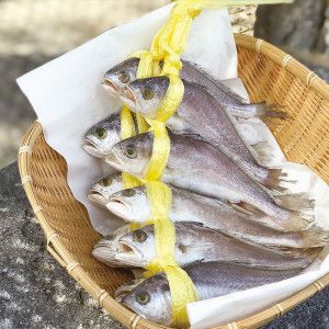 상품 이미지: 긴가이석태 침굴비 10마리 1.2kg 침조기 반건조손질