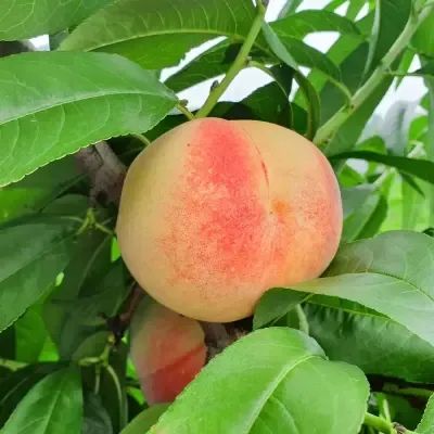 상품 이미지: 딱딱이 복숭아 백도 2kg 소과(11-13과) / 실중량발송