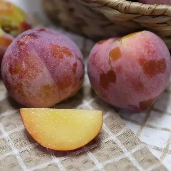 상품 이미지: 와촌 새콤하고 달콤한 제철 홍로센 베니자두 1kg