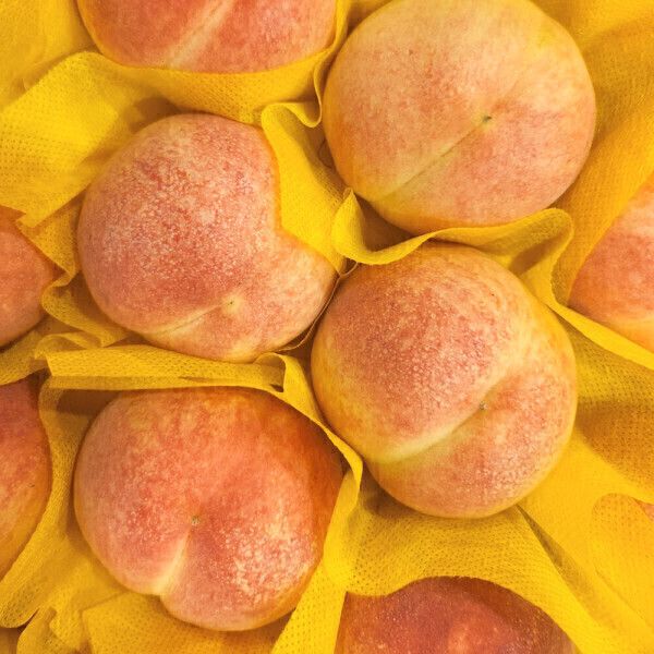 상품 이미지: 복숭아 딱딱이 4kg 헬요일을 달래줄 특가 딱 오늘하루 역대급 할인