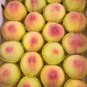 상품 이미지: (신선집중) 산지직송/당일수확 쫀득 말랑 달콤 황도/백도 복숭아 4kg (26~30과) 현지 첫 수확 오픈 특가