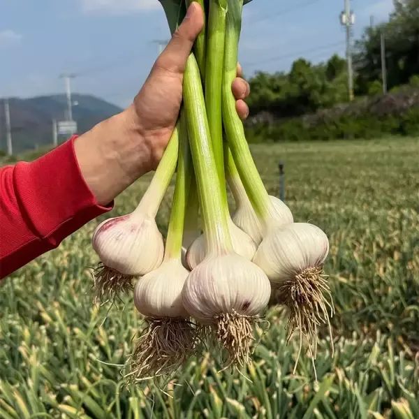 상품 이미지: 햇 의성 대서마늘 저장용 통마늘 중 2kg 36개내외