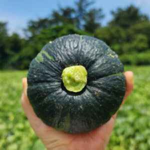 상품 이미지: (카할가 11160원) +특가+ 제주 미니 밤호박 보우짱 단호박 5kg 정품 특품 로얄과