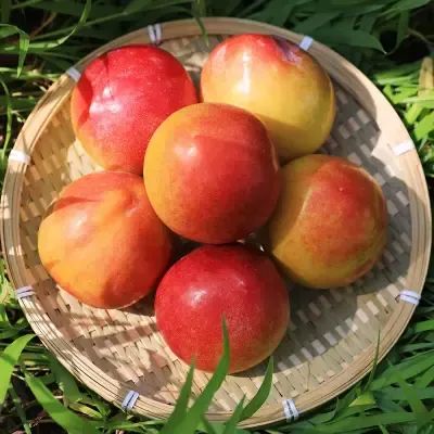 상품 이미지: 경북 새콤달콤 고당도 후무사 왕자두 2kg 특 (개당 70gg내외)