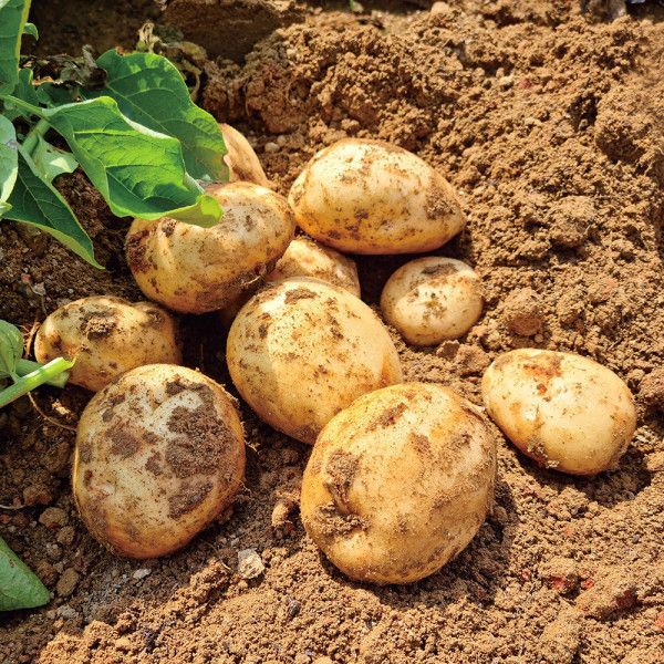 상품 이미지: (신선집중) 국내산 감자 고소한 햇감자 5kg 대 (70-100g)