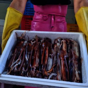 상품 이미지: 국내산 활 채낚오징어 1kg 통찜 횟감 1kg