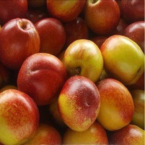 상품 이미지: (신선집중) 당일수확한 아삭달콤 과즙풍성한  신비복숭아 5kg (50-80과) 당일 출고 대한민국 최저가