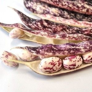 상품 이미지: 국내산 햇 호랑이콩 2kg