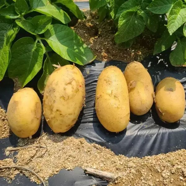 상품 이미지: 봉화 신품종 촉촉하고 맛있는 골든에그 감자 (대특) 5kg