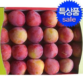 상품 이미지: 자두 2.5kg 대과(100g 내외) 도담/대왕자두 특품 당도보장 선물용