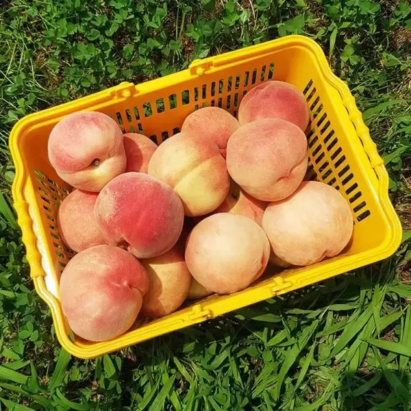 상품 이미지: [완박스] 경북 고당도 딱딱이백도 4kg 중소과 (25-28과)