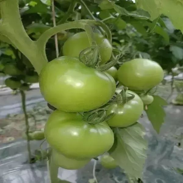 상품 이미지: 소양강 토마토 10kg 못난이/쥬스용/동양종/ 크기 혼합형