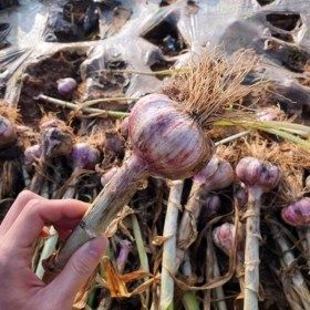 상품 이미지: 농랑부랑 품질보장 햇 서산마늘 통마늘 소 반접 2026년 생산 50개