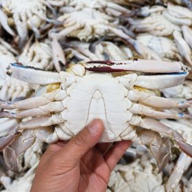 상품 이미지: 활 숫꽃게 1kg + 1kg 총 2kg 단하루 특가 행사