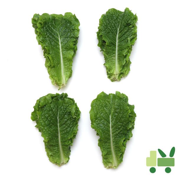 상품 이미지: 청상추 4Kg