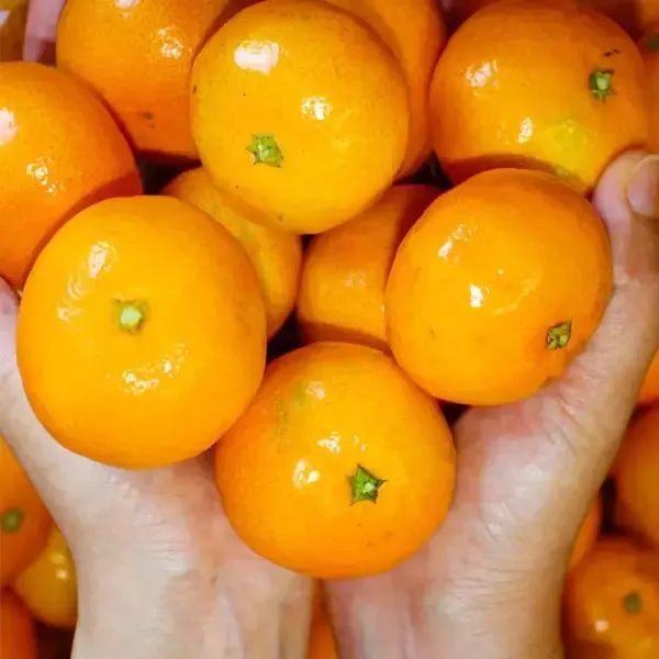 상품 이미지: 천하일품 제주 제철 하우스 감귤 가정용, 선물세트 2kg, 2.5kg, 3kg, 4.5kg, 5kg