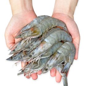 상품 이미지: (신선집중) 국내산 통통한 신안 흰다리 새우 왕새우 1KG 39미 내외/ 생물 새우