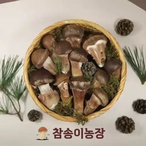 상품 이미지: [참송이농장] 국내산 최상급 참송이버섯 가정용 500g/1kg (2시까지 주문가능)