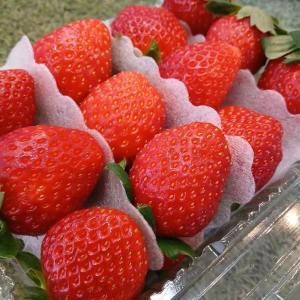상품 이미지: 삼례딸기 금실딸기 금실 하우스딸기 생딸기 딸기 소2KG