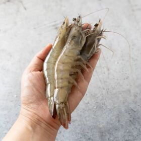 상품 이미지: (신선집중) 국내산 제철 흰다리 통통한 왕새우 생물 활새우 대 1kg(30미내외)