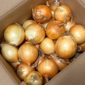 상품 이미지: 양파 15kg 창녕 국내산 햇양파 26년