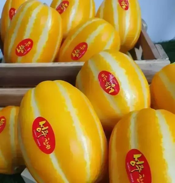 상품 이미지: 햇 꿀벌 성주 첫물 가정용 참외 랜덤 혼합 10kg 선착순 이벤트