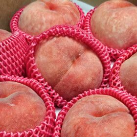 상품 이미지: 산지직송 백도 딱딱이 복숭아 2kg 특대과(5-6과) 공판장1등 농가