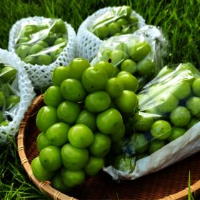 상품 이미지: 샤인머스켓 1.5kg (3수) / 품질보증제 (불량시 환불보장)