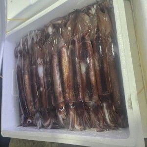 상품 이미지: (산지직송) 훈씨네 국내산 제철 생물 활 오징어 초코오징어 1kg