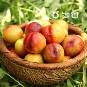 상품 이미지: 농협 천도 복숭아 6kg (3kg2박스)